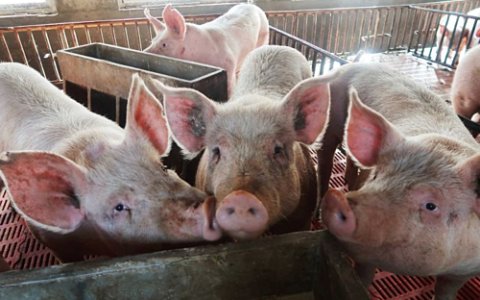 Thông tin về bệnh dịch tả lợn châu Phi tại xã Hà Vân